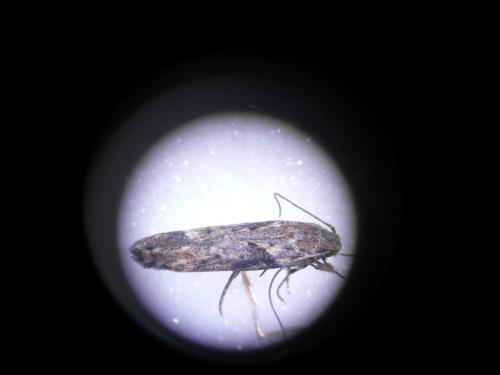 Scrobipalpa sp.